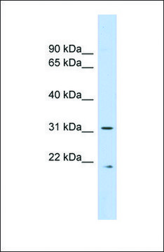 Anti-CAPNS1 antibody produced in rabbit