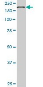 Monoclonal Anti-EIF4G1, (C-terminal) antibody produced