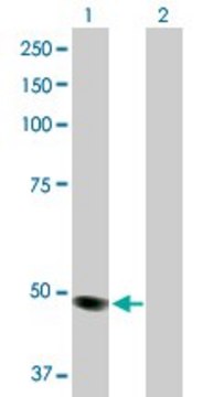 Anti-MOCS3 antibody produced in rabbit