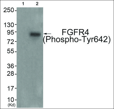 Anti-phospho-FGFR4 (pTyr??²) antibody produced in