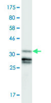 Monoclonal Anti-GLI3, (N-terminal) antibody produced