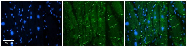 Anti-AMOT (ab2) antibody produced in