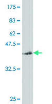 ANTI-SMAD4 antibody produced in mouse