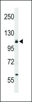 ANTI-CD49F(C-TERMINAL) antibody produced in rabbit