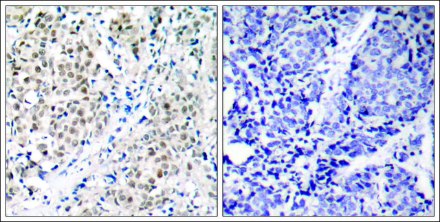 Anti-MYC (Ab-358) antibody produced in