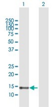 Anti-FABP7 antibody produced in rabbit