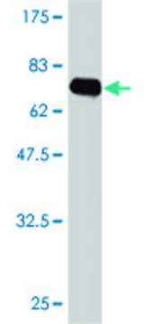 ANTI-FLI1 antibody produced in mouse
