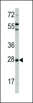ANTI-OPRS1(N-TERMINAL) antibody produced in rabbit