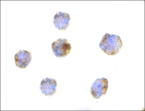 Anti-GITRL antibody produced in rabbit