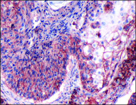 Anti-CD44 antibody, Rabbit monoclonal