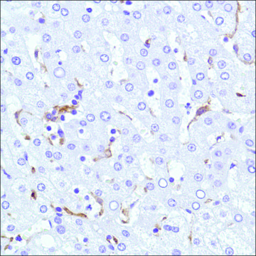 Anti-CD169 antibody, Rabbit monoclonal