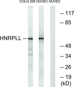 Anti-HNRPLL antibody produced in rabbit