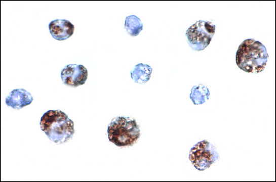 Anti-OTUD4 antibody produced in rabbit