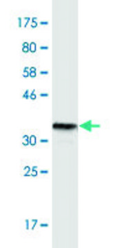 Monoclonal Anti-TNFRSF25 antibody produced in