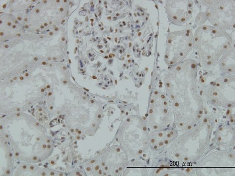 Monoclonal Anti-AOF2 antibody produced in