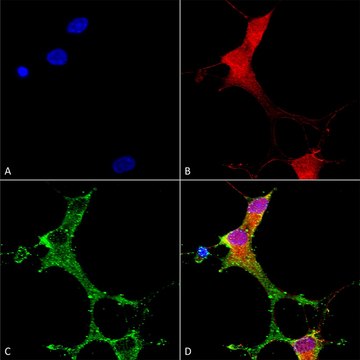 Monoclonal Anti-Synaptotagmin-7 antibody produced in