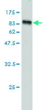 Monoclonal Anti-NTRK2 antibody produced in