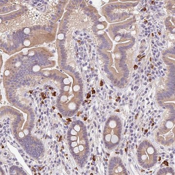 Anti-TNFRSF10A antibody produced in rabbit