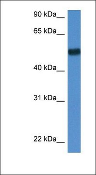 Anti-BIN1 antibody produced in rabbit