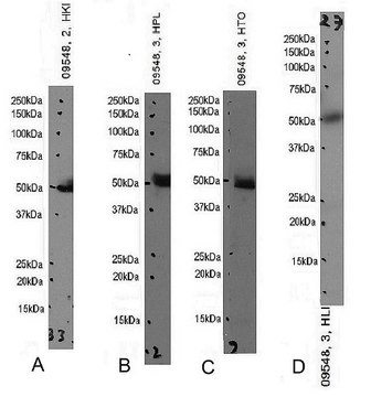 Anti-IDO2 (C-terminal) antibody produced in