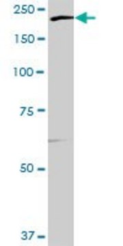 Anti-KIAA0368 antibody produced in mouse