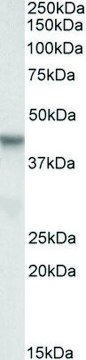 Anti-PINX1 antibody produced in goat