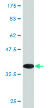 Monoclonal Anti-ARFIP2, (N-terminal) antibody produced