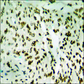 Anti-phospho-IkappaB-? (pTyr?²) antibody produced in