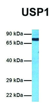 Anti-USP1 (C-terminal) antibody produced in