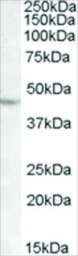 Anti-LHX2 antibody produced in goat