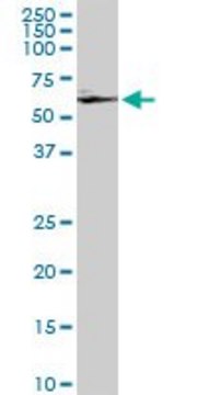 ANTI-GRK6 antibody produced in mouse