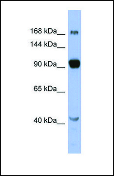 Anti-MED23, (N-terminal) antibody produced in