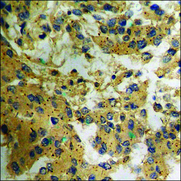 Anti-phospho-CD226/DNAM-1 (pSer³²?) antibody produced in