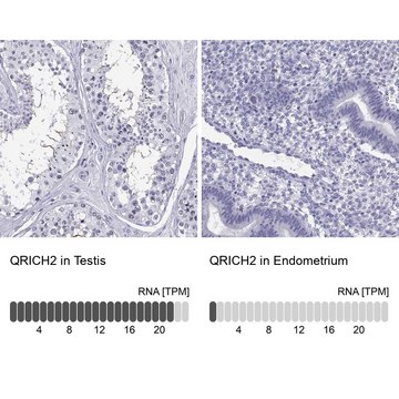 Anti-QRICH2 antibody produced in rabbit
