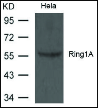 Anti-Ring1A antibody produced in rabbit