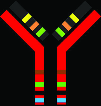 SILu™MAb K4 Stable-Isotope Labeled Universal