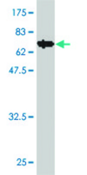 ANTI-INDO antibody produced in mouse