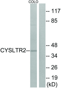 Anti-CYSLTR2 antibody produced in rabbit