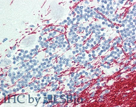 Anti-GCH1 antibody produced in goat