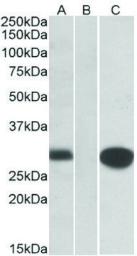 Anti-MID1IP1 antibody produced in goat