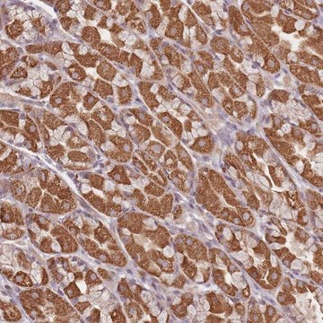 Anti-OR2M4 antibody produced in rabbit