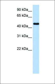 Anti-NR2F1 (ab1) antibody produced in
