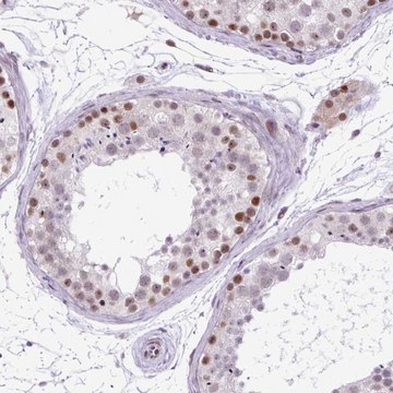 Anti-CLK2 antibody produced in rabbit