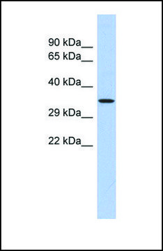 Anti-PRDM12, (N-terminal) antibody produced in