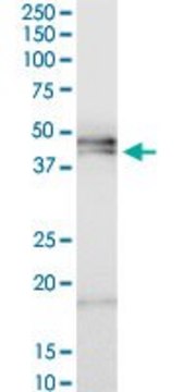 ANTI-HPR antibody produced in mouse