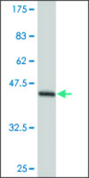 ANTI-TEK antibody produced in mouse