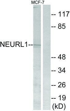 Anti-NEURL1 antibody produced in rabbit