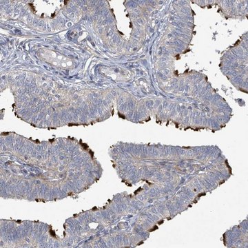 Anti-CCDC173 antibody produced in rabbit