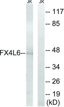 Anti-FOXD4 antibody produced in rabbit
