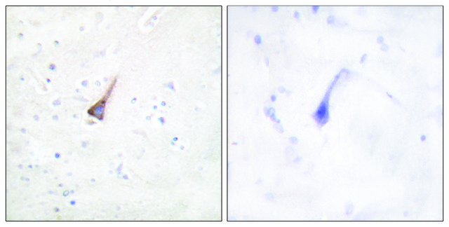 Anti-PTP1B antibody produced in rabbit